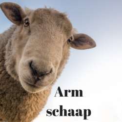 Arm schaap