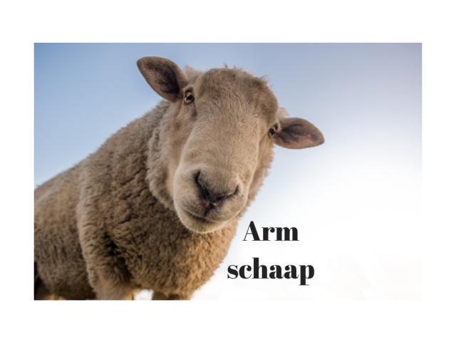 Arm schaap